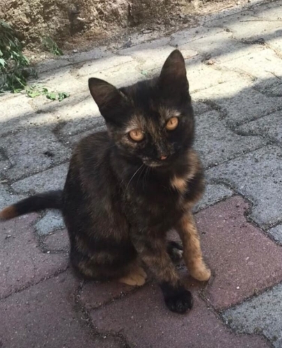 Kızımıza ömürlük yuva arıyoruz fotoğraf