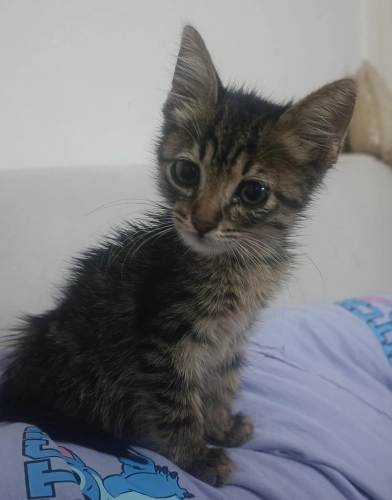 GEÇİCİ YUVADA SON GÜNLERİ ANNESİZ BEBEK KEDİ fotoğraf