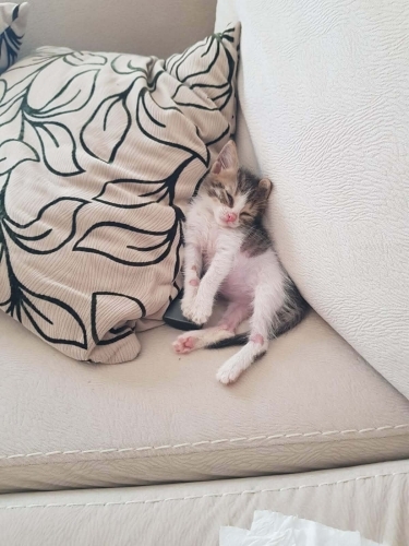 Meleğimi arıyorum fotoğraf