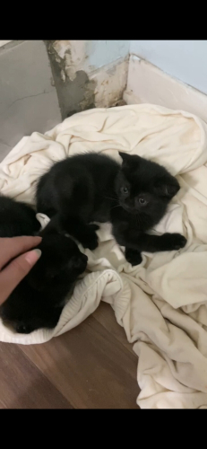 Minnoş tatlı bi kedi fotoğraf