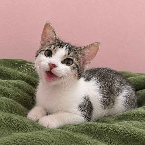 4 AYLK YAVRU KEDİ SİZİ BEKLİYOR fotoğraf