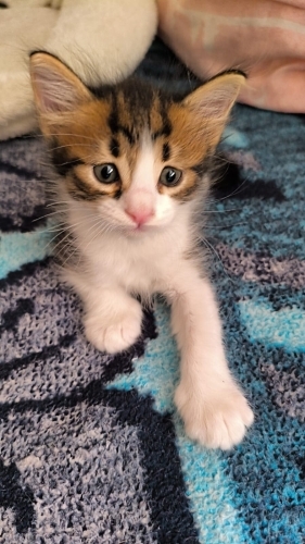Calico yavru kedi fotoğraf