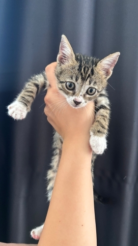 Arkadaş canlısı, diğer kedilerle uyumlu, ilgi isteyen bir kedi fotoğraf