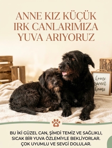 Anne-Kız Birlikte Yuva Arıyor! Bursa fotoğraf