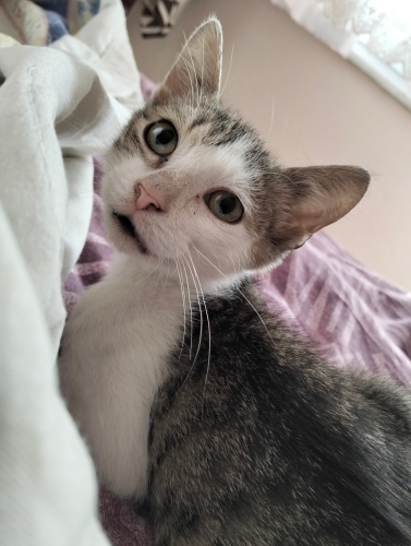 Mülayim çok tatlı sessiz fotoğraf