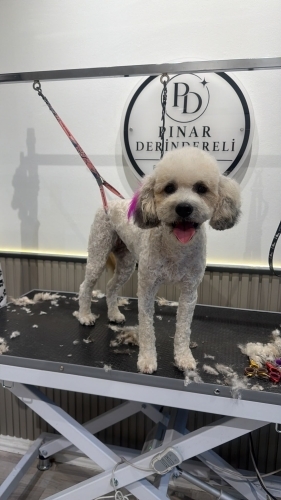 Ücretsiz sahiplenme terrier fotoğraf
