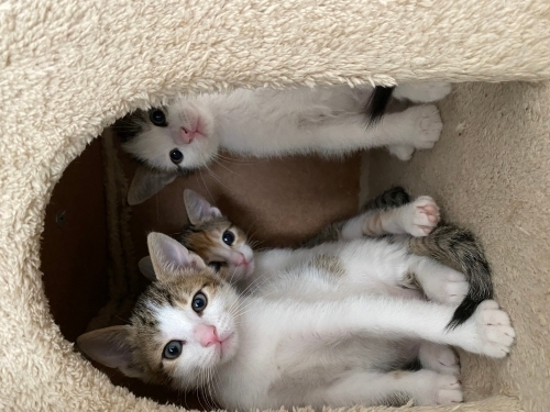 2 Aylık 4 Minik Kardeş Ömürlük Yuvalarını Arıyor 🐾 fotoğraf