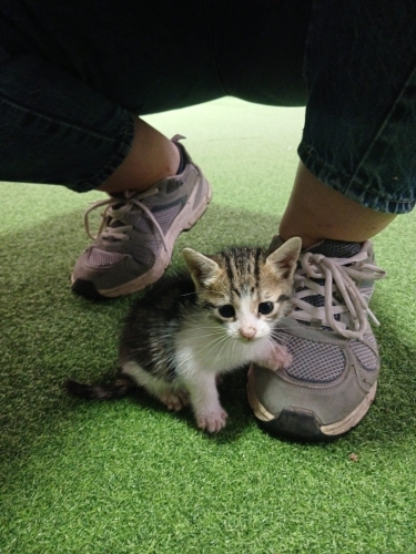 Bal gibi bir kedi yuva arıyor fotoğraf