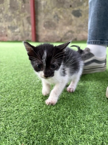 En tatlı smokin kedi yuva arıyor fotoğraf