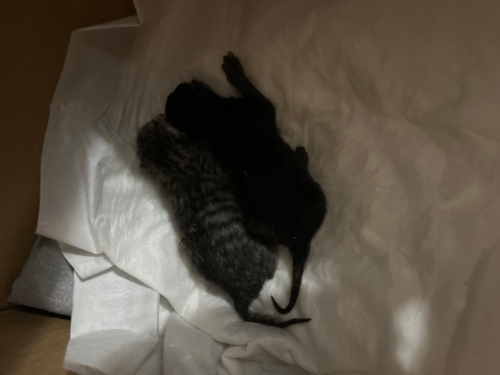 Acil süt anne aranıyor fotoğraf