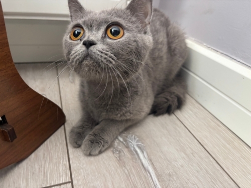 Mina yuva arıyor💖🥺 fotoğraf