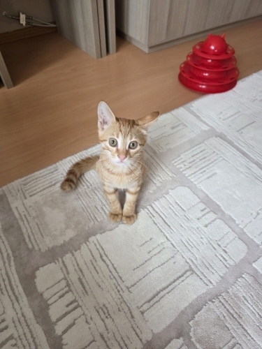 SEVİMLİ OYUNCU YUMURCAK.. fotoğraf