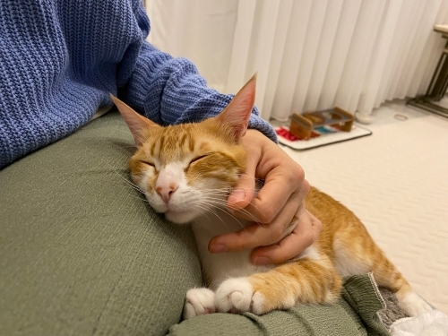 Sevecen arkadaş canlısı asla tırmalamayan tatlı tatlı bir kedi fotoğraf