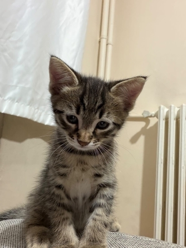 Oyuncu erkek yavru fotoğraf