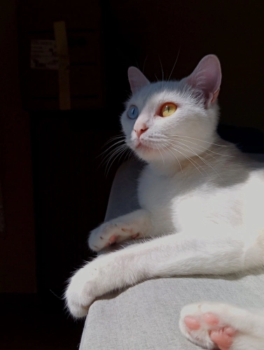 önceliğimiz aileye sahiplendirmek, Size çok iyi bir dost olacak kedi fotoğraf