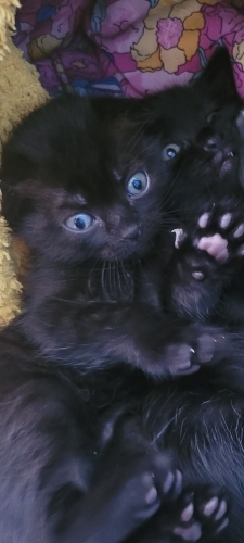 ACİL YUVA SCOTTISH FOLD fotoğraf