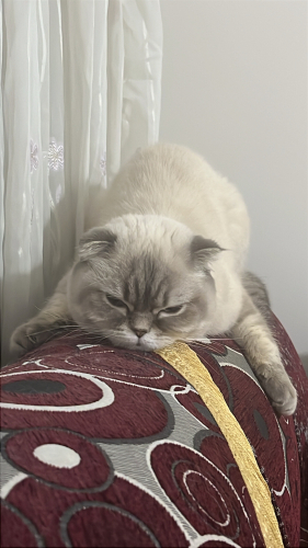 Huysuz Ama Sadık: Lady Yuva Arıyor! 🐾 fotoğraf