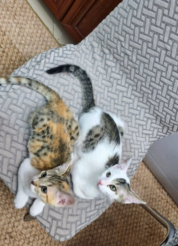 MİNİK YAVRU KEDİLER İÇİN YUVA ARIYORUZ fotoğraf