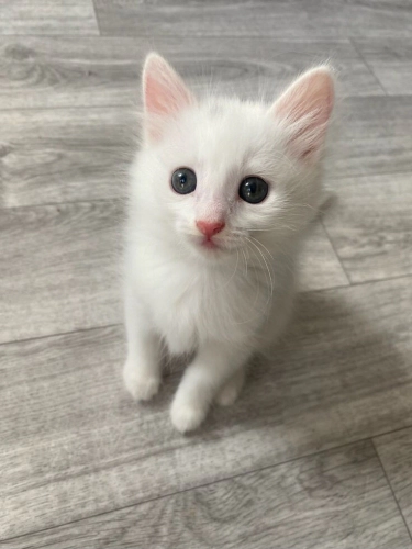 Şeker bebek icin acil yuva araniyor! fotoğraf