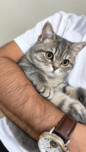 Scottish yavru kedi fotoğraf
