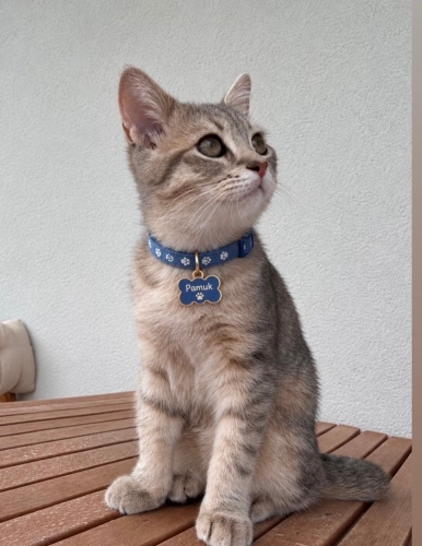 Pamuk yeni yuva arıyor fotoğraf