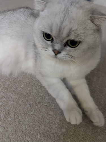Kocaman gözlü sevecen fotoğraf