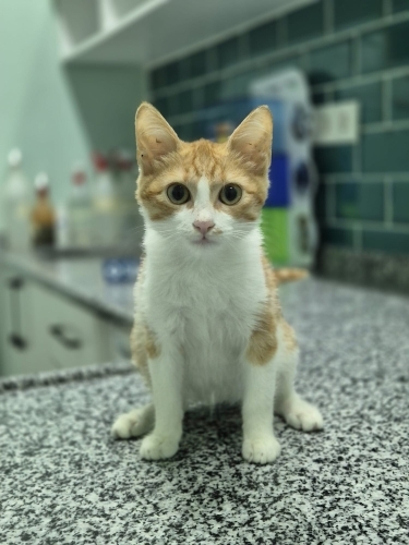 Minik Ceviz yuva arıyor fotoğraf