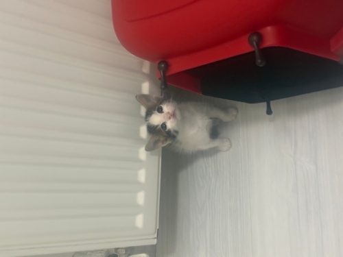 Minik oyuncu yavru kedi fotoğraf