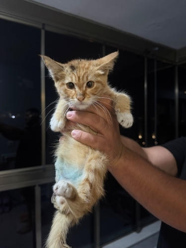 Dünya Tatlısı Engelli Sarman Tekir Kedi fotoğraf