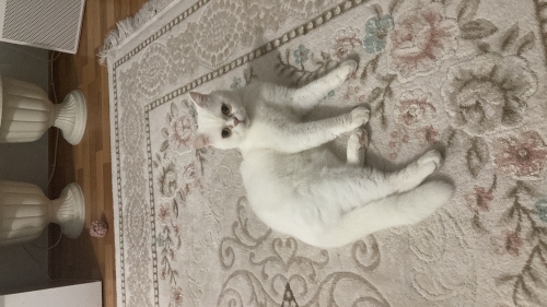 Sahiplendirmek istiyorum fotoğraf