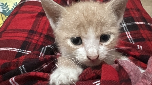 Acil yuva arıyoruz fotoğraf