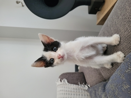 Evinizi şenlendirme garantili yavru kedi 😇 fotoğraf