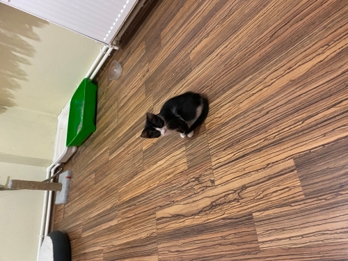 Meraklı, sevecen fotoğraf