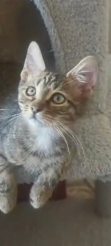 Sevgiye Korunmaya Aç Muhtaç Bir Can Daha fotoğraf