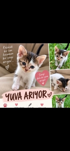 Ücretsiz sahiplenme yavru acil yuva fotoğraf