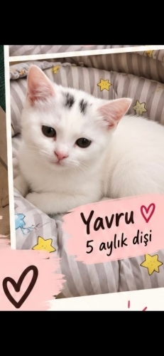 Ücretsiz sahiplenme British ve bebek acil yuva fotoğraf