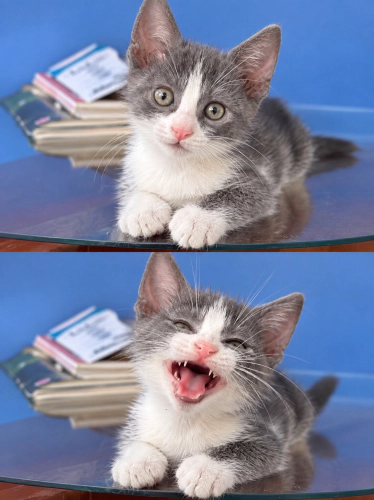 Ücretsiz sahiplenme whiskas irk bebek fotoğraf