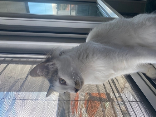 Çok oyuncu çok güzel zıpır kedi fotoğraf