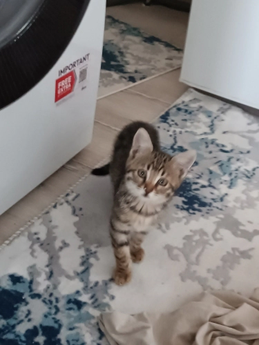Acil yuva aranıyor fotoğraf