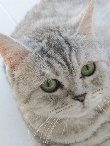 Güzeller güzeli Mia fotoğraf