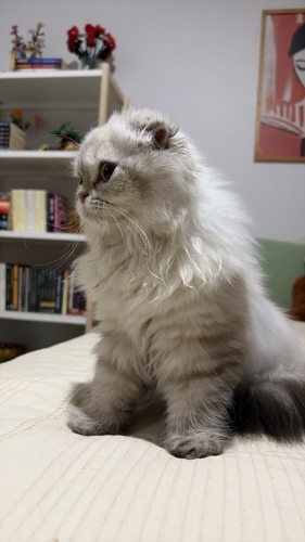 Dişi SCOTTISH FOLD LONG HAIR ücretsiz sahiplendirilecektir. fotoğraf