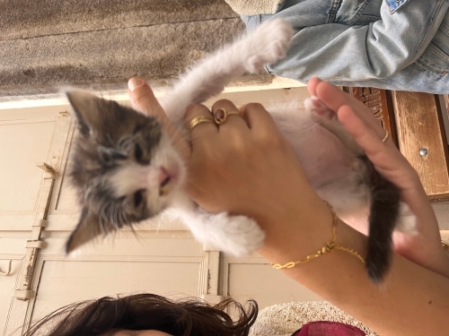 Yavru Kedi Yuva Arıyor fotoğraf