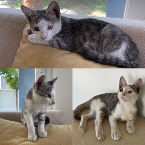 Lili bebek ömürlük ailesini arıyor! 🤍 fotoğraf