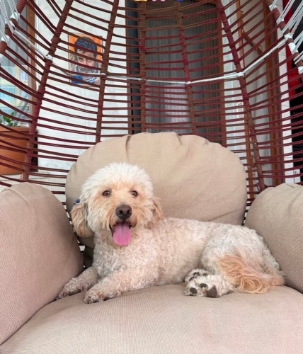 Pooddle terrier kırması luna ondan vazgeçmeyecek çok sevecek yuvasını arıyor fotoğraf