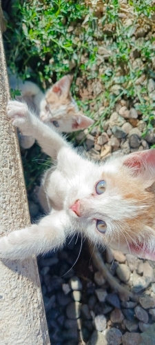 Çok uyanık, tam bir oyuncu fotoğraf