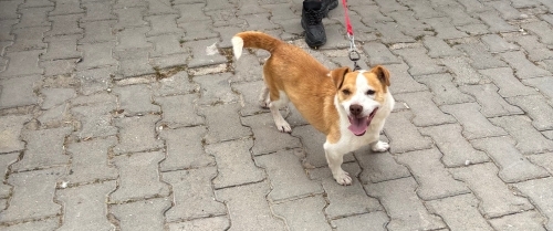 Badem’e yuva olur musun? fotoğraf