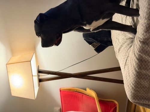 Geçici evinden ücretsiz sahiplendirilicek fotoğraf