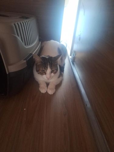 Yavrumuza yeni bir yuva ariyoruz fotoğraf
