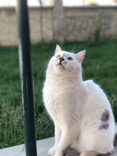 Kısırlaştırılmış çok uysal oyuncu ve asil bir kedidir fotoğraf
