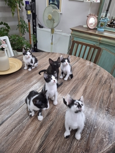 Annesiz Yavru Kediler fotoğraf